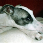 Photo de Whippet