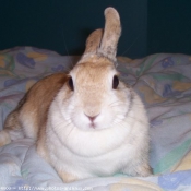 Photo de Lapin