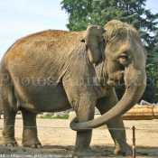 Photo d'Elphant d'asie