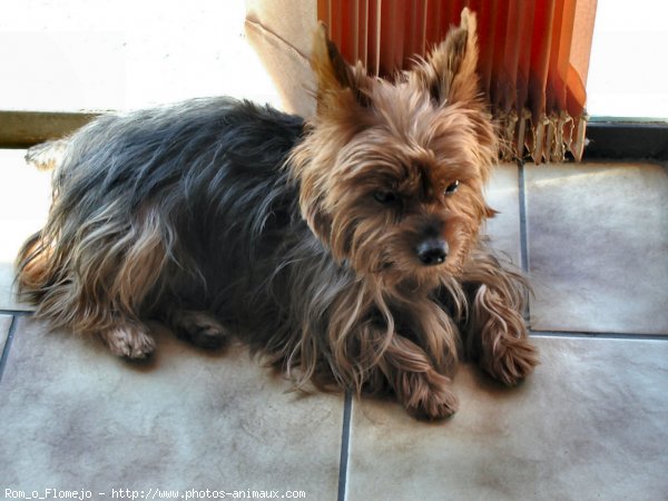 Photo de Yorkshire terrier