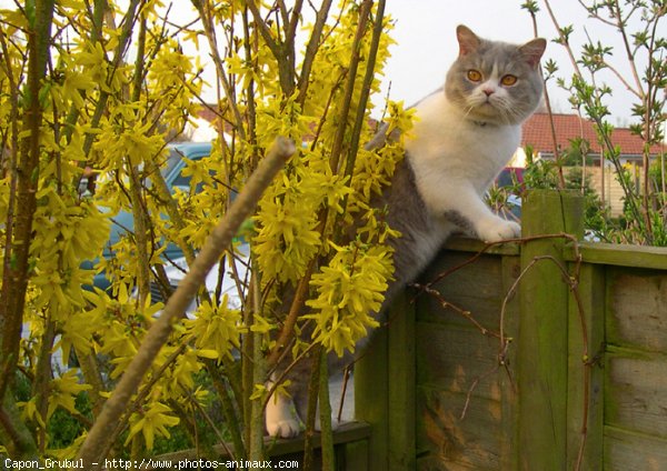 Photo de British shorthair