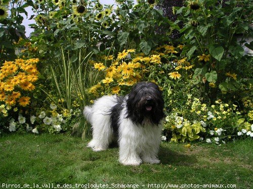 Photo de Schapendoes nrlandais