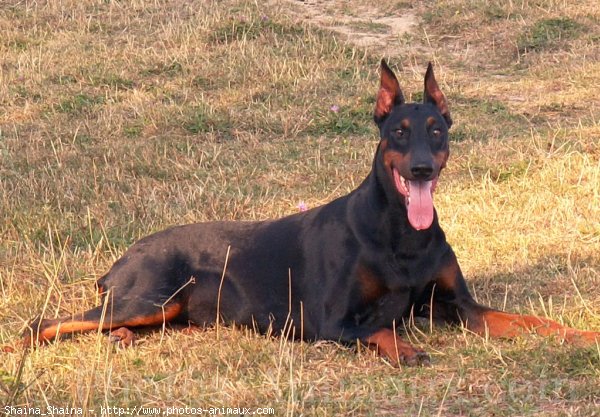 Photo de Dobermann