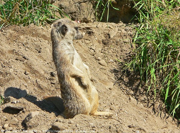 Photo de Suricate