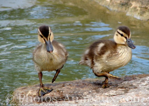 Photo de Canard