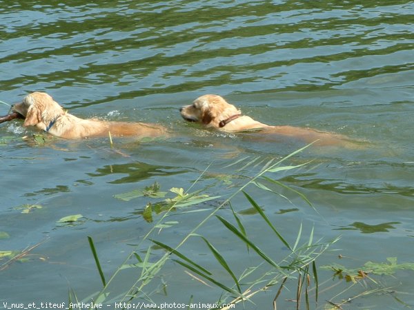 Photo de Golden retriever