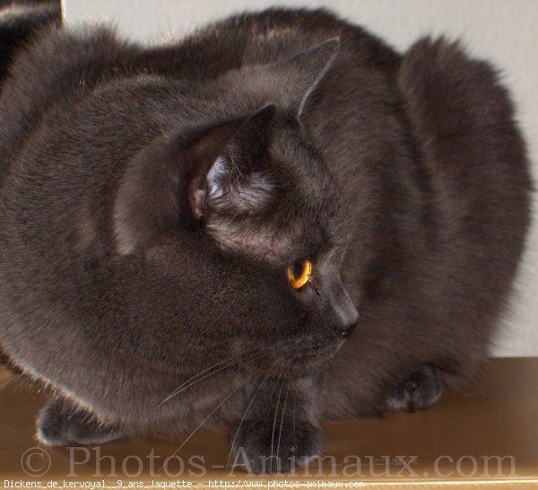 Photo de Chartreux