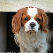 Photo de Cavalier king charles spaniel