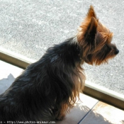 Photo de Yorkshire terrier