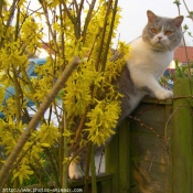 Photo de British shorthair