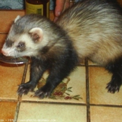 Photo de Furet