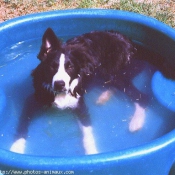 Photo de Border collie