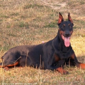 Photo de Dobermann