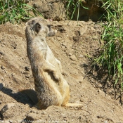 Photo de Suricate