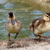 Photo de Canard