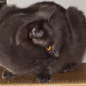 Photo de Chartreux