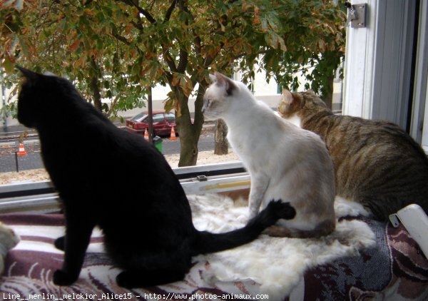 Photo de Races diffrentes