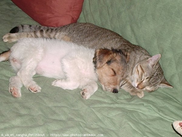 Photo de Fox terrier  poil dur