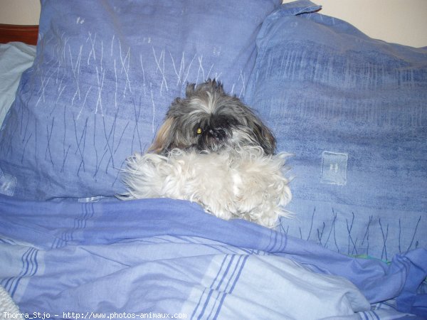 Photo de Shih tzu