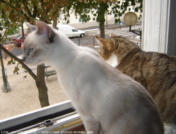 Photo de Chat domestique