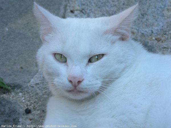 Photo de Chat domestique