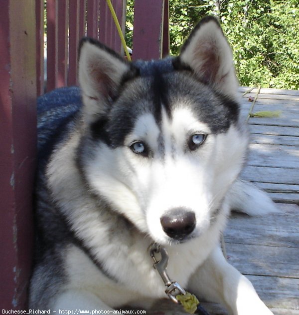 Photo de Husky siberien