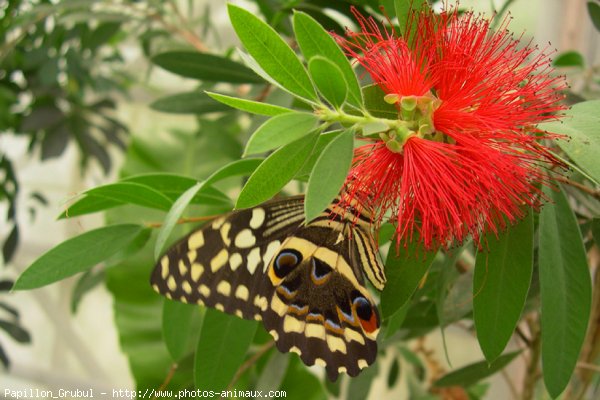 Photo de Papillon