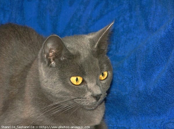 Photo de Chartreux