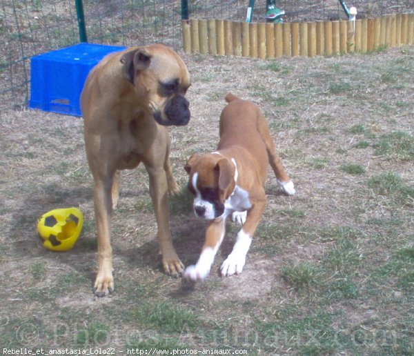 Photo de Boxer