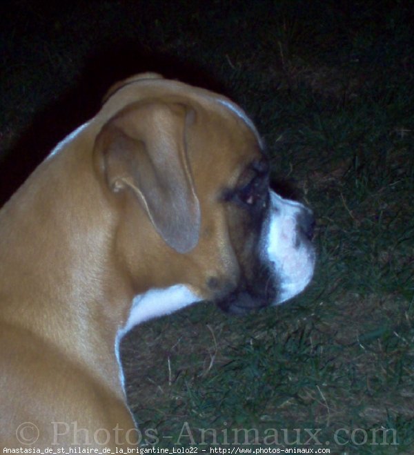 Photo de Boxer