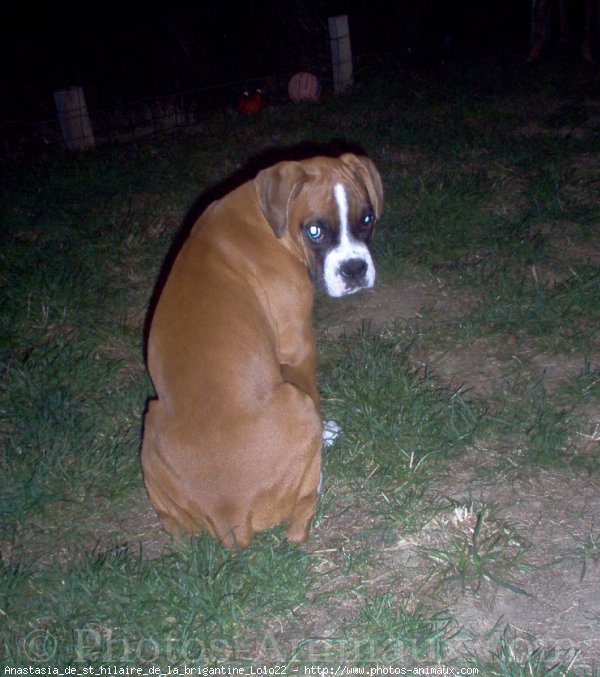 Photo de Boxer