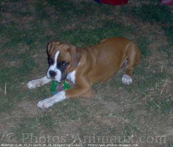 Photo de Boxer