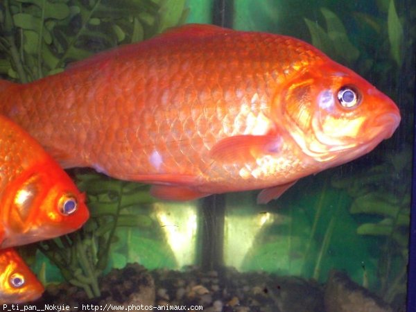 Photo de Poissons rouges