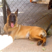 Photo de Berger belge malinois