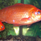 Photo de Poissons rouges