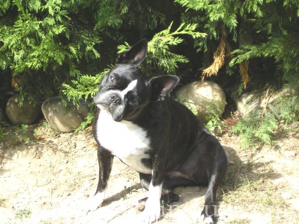 Photo de Boston terrier