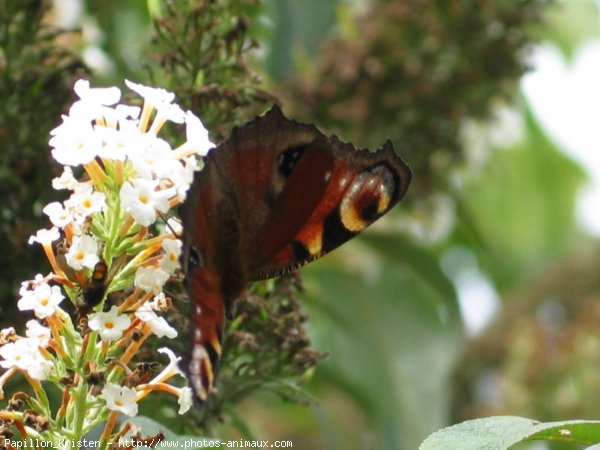 Photo de Papillon