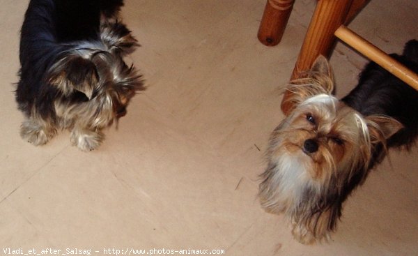 Photo de Yorkshire terrier