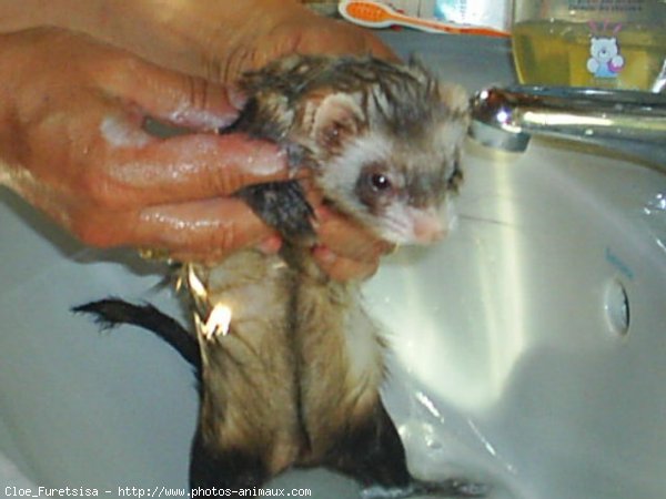 Photo de Furet