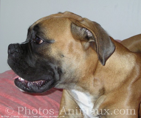 Photo de Boxer