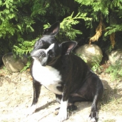 Photo de Boston terrier