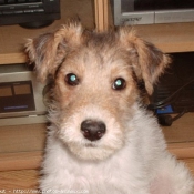 Photo de Fox terrier  poil dur