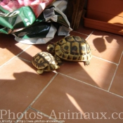 Photo de Tortue