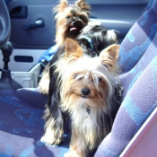 Photo de Yorkshire terrier