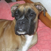 Photo de Boxer