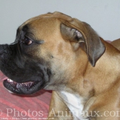 Photo de Boxer