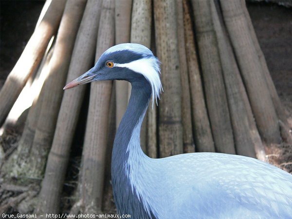 Photo de Grue