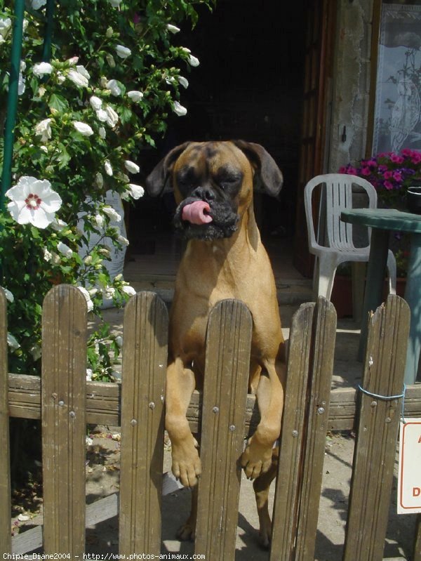 Photo de Boxer