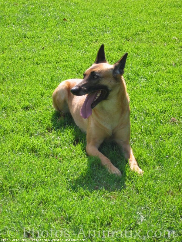 Photo de Berger belge malinois