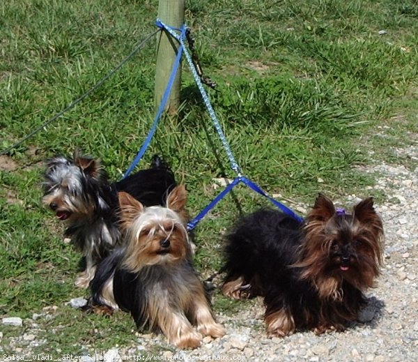 Photo de Yorkshire terrier